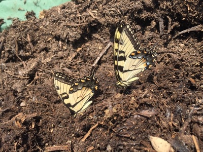 Swallowtail and other butterfly pollinators like compost nutrients