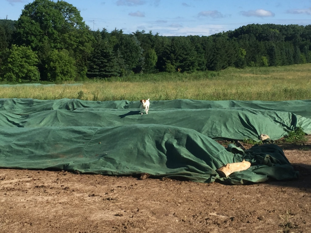 Composting Resources & Fleece Tarps | Grounded LLC - GROUNDED How To Get Mulch Out Of Fleece