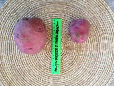 Potatoes grown with 100% organic compost